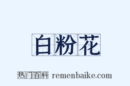 白粉花是什么意思的图片